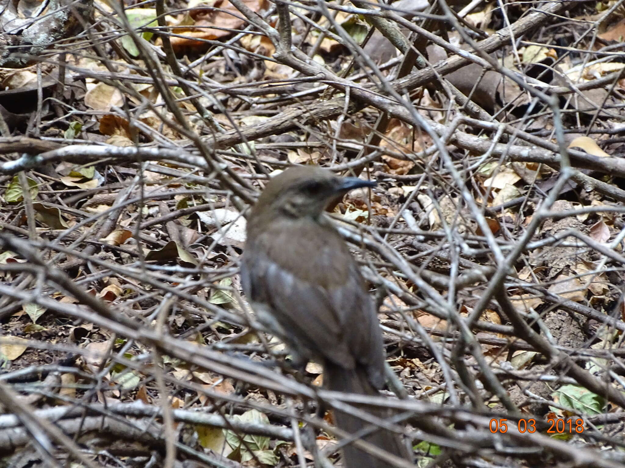 Image of Socorro Mockingbird