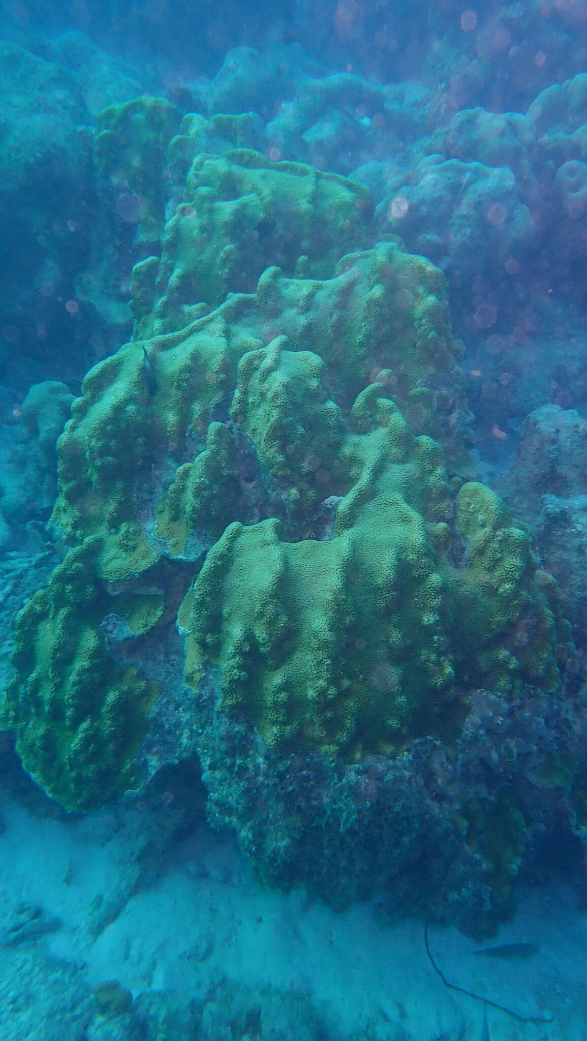 Image of Mountainous Star Coral