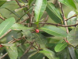 Image of Jamaican cherry fig