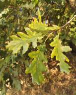 Image of Dalechamp's Oak