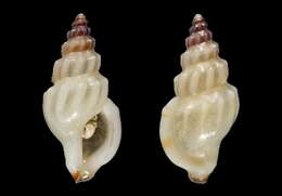 Image of Horaiclavus phaeocercus Sysoev ex Fedosov & Kantor 2008