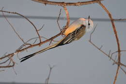 Image of Scissor-tailed Flycatcher