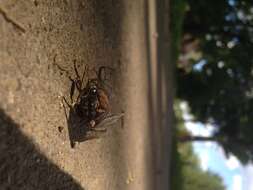 Image of Cicadas, Leafhoppers, and Treehoppers