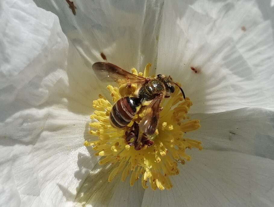 Andrena prunorum Cockerell 1896 resmi