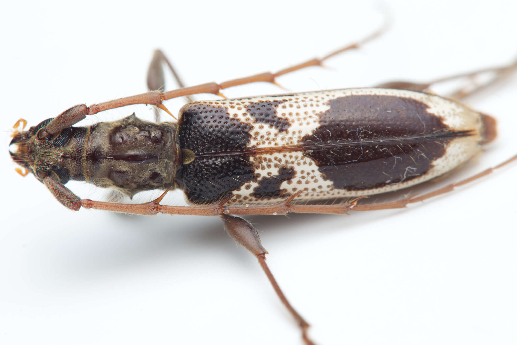 Image of Coptocercus crucigerus (Hope 1842)