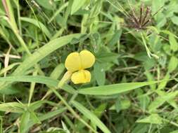 Image of hairypod cowpea