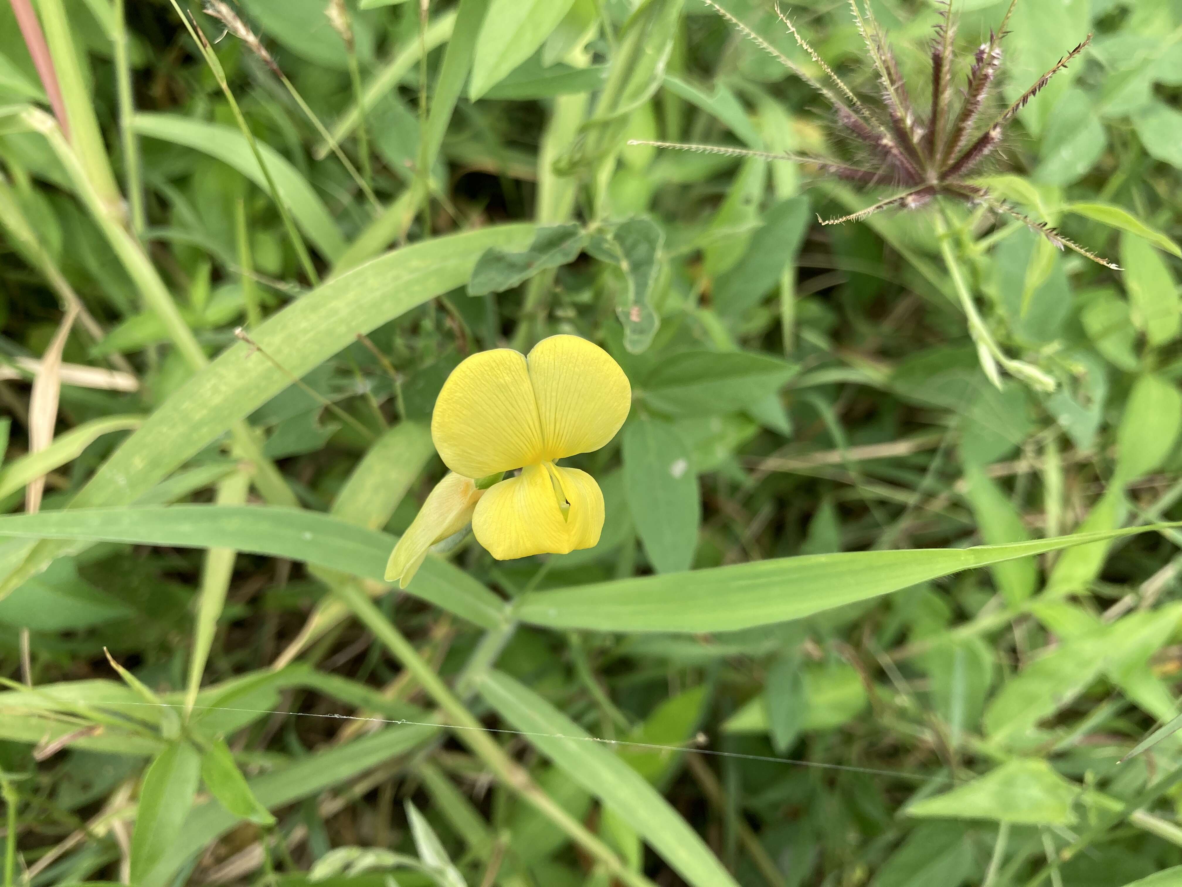 Image of hairypod cowpea