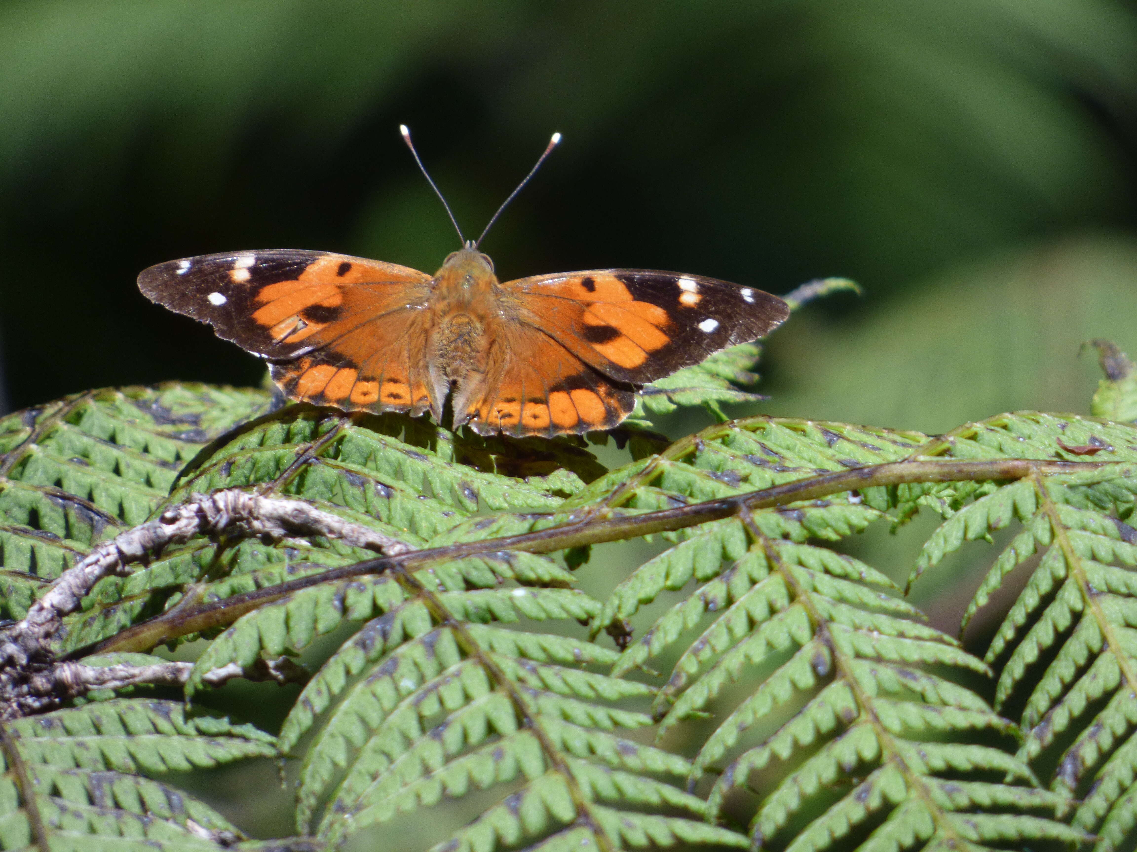 Image of Vanessa tameamea