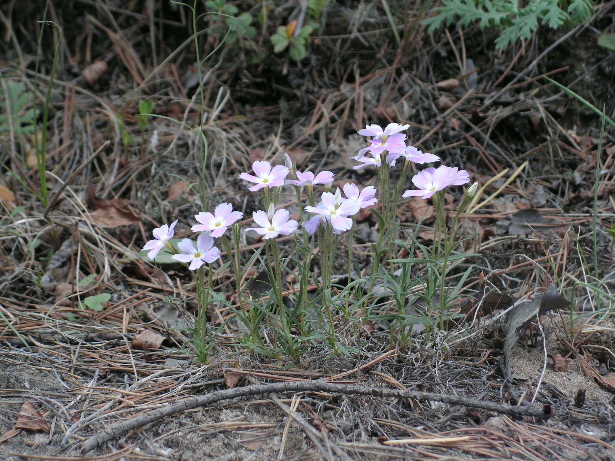 Image of Siberian phlox