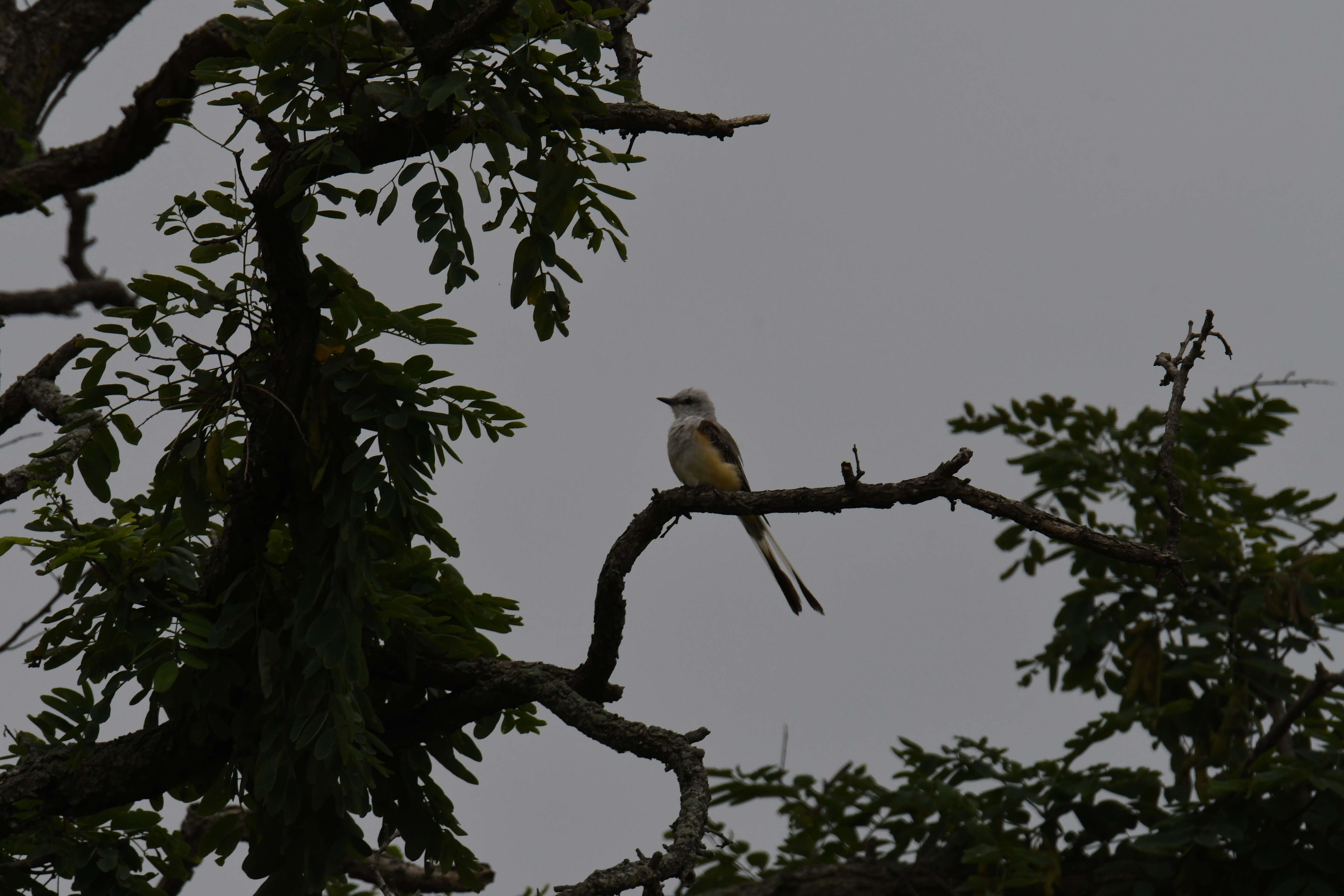 Image of Scissor-tailed Flycatcher