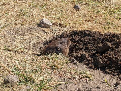 Image of smoky pocket gopher