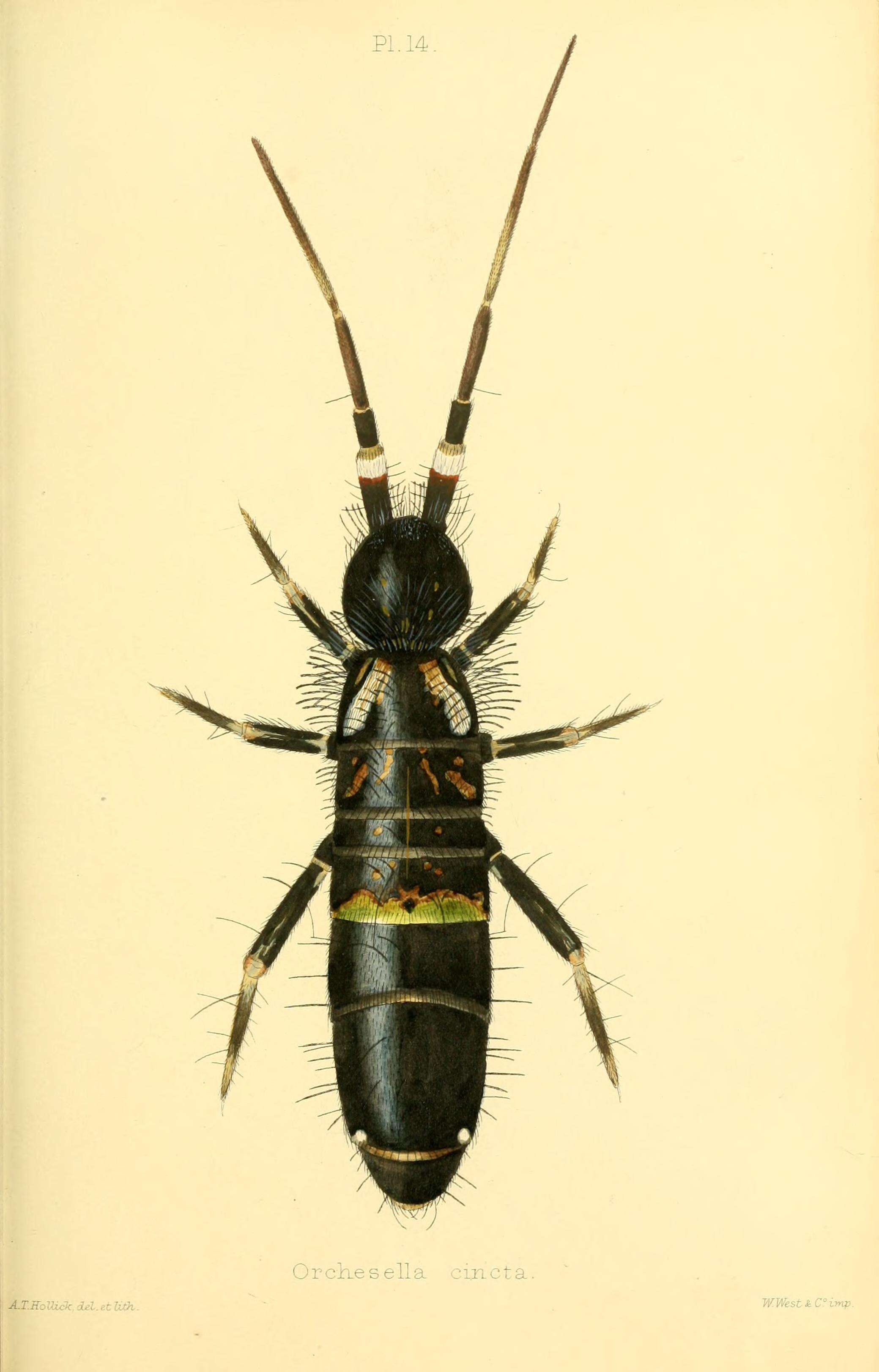 Imagem de Orchesella cincta (Linnæus & C 1758)
