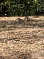 Image of Agile Wallaby