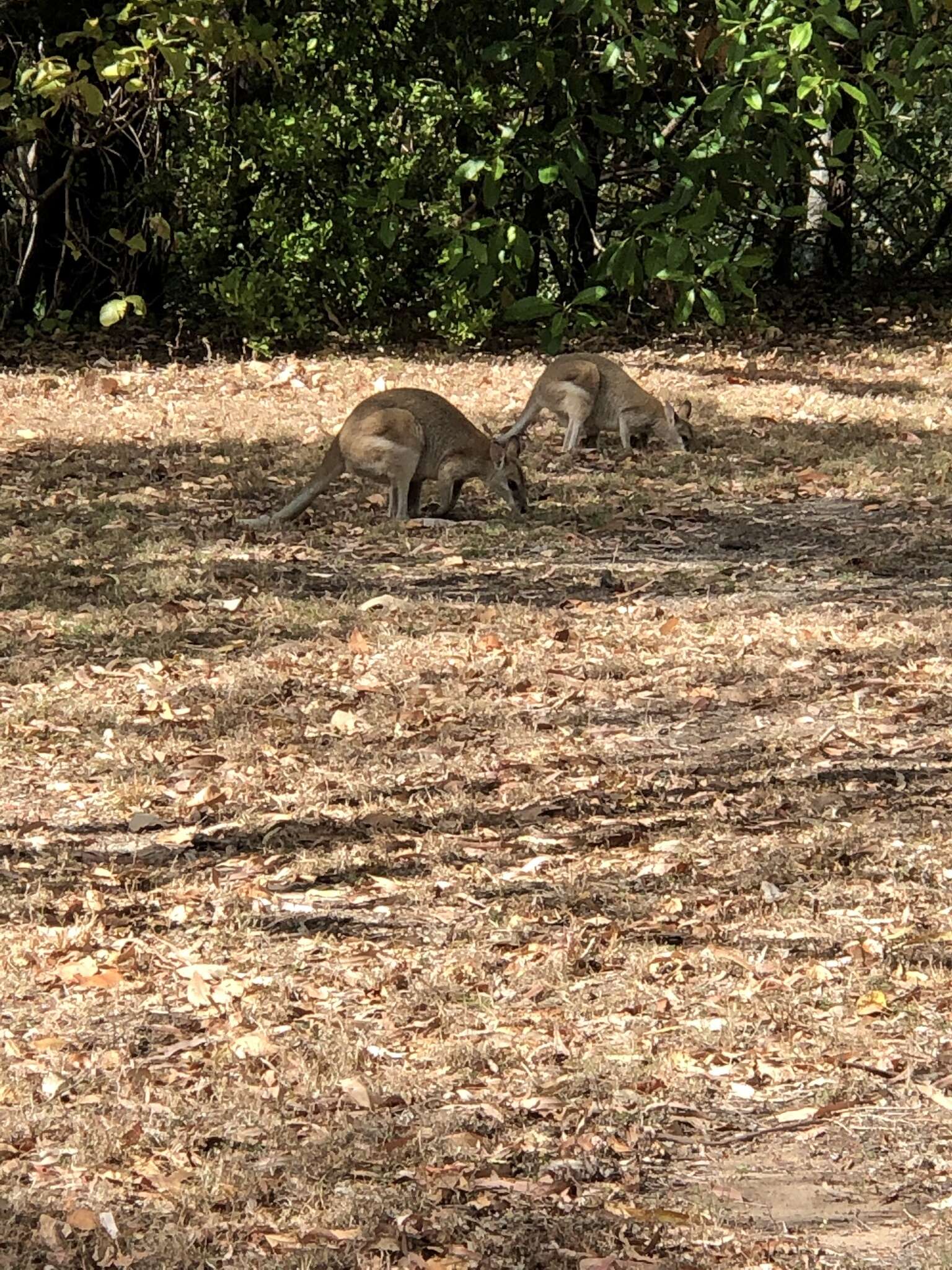 Image of Agile Wallaby