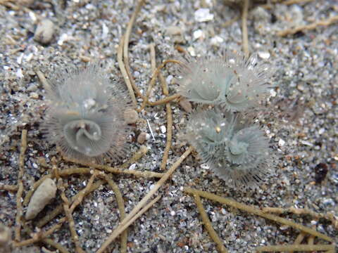 Image of large green phoronid