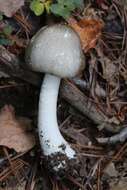 Image of Dark scaled mushroom