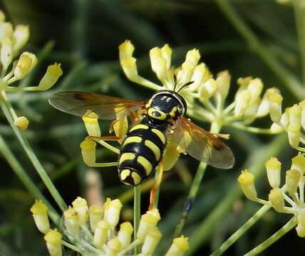 Image of <i>Chrysotoxum festivum</i>