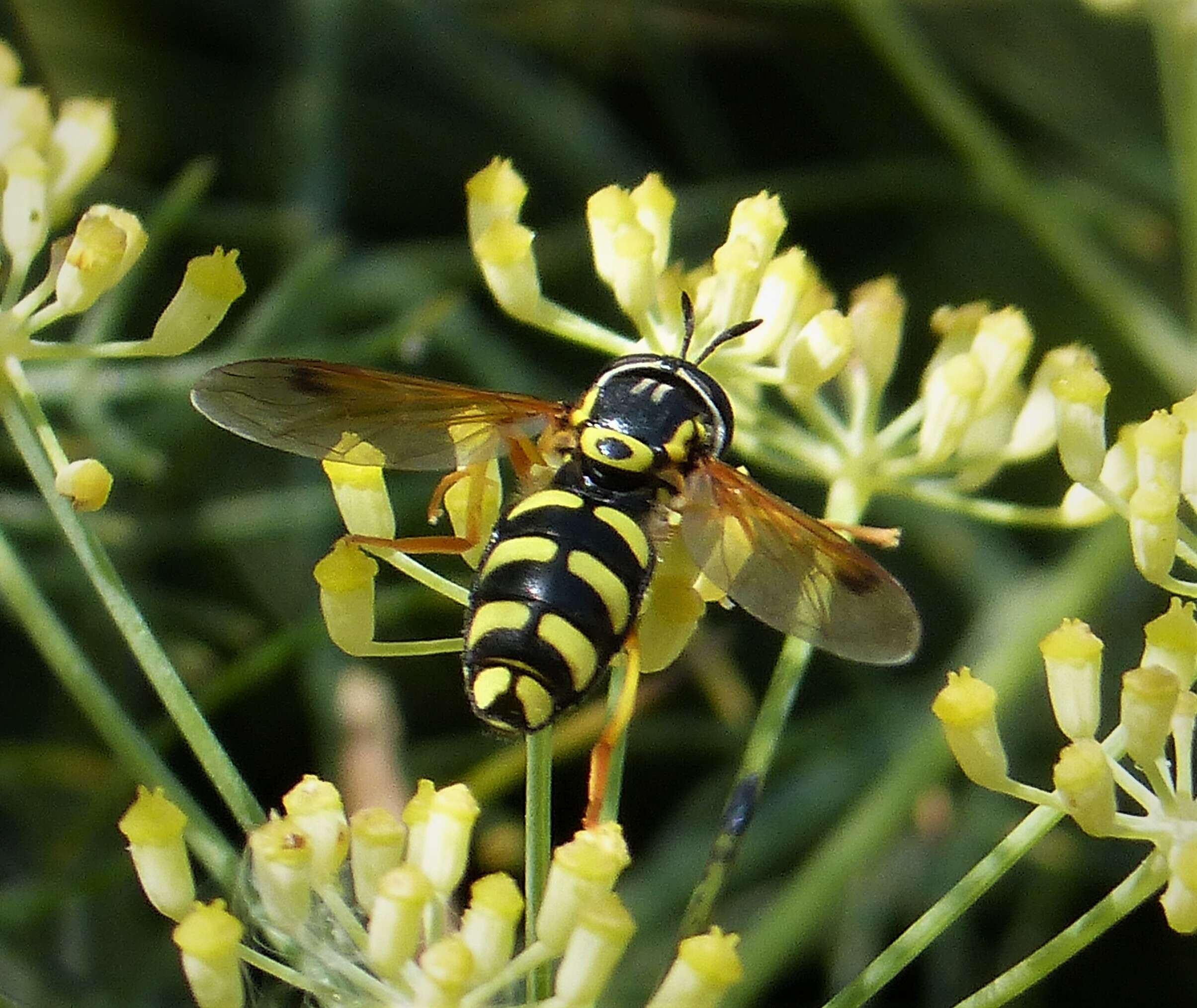 Image de <i>Chrysotoxum festivum</i>