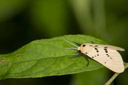 Image of Spilarctia postrubida (Wileman 1910)