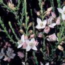 Image of Boronia baeckeacea F. Müll.