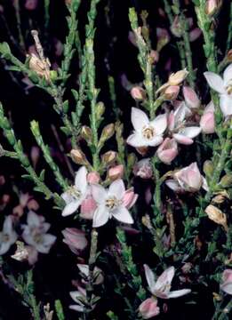 Image de Boronia baeckeacea F. Müll.