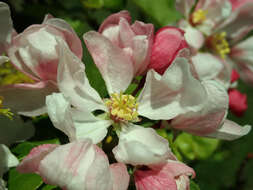 Image de Malus micromalus Makino