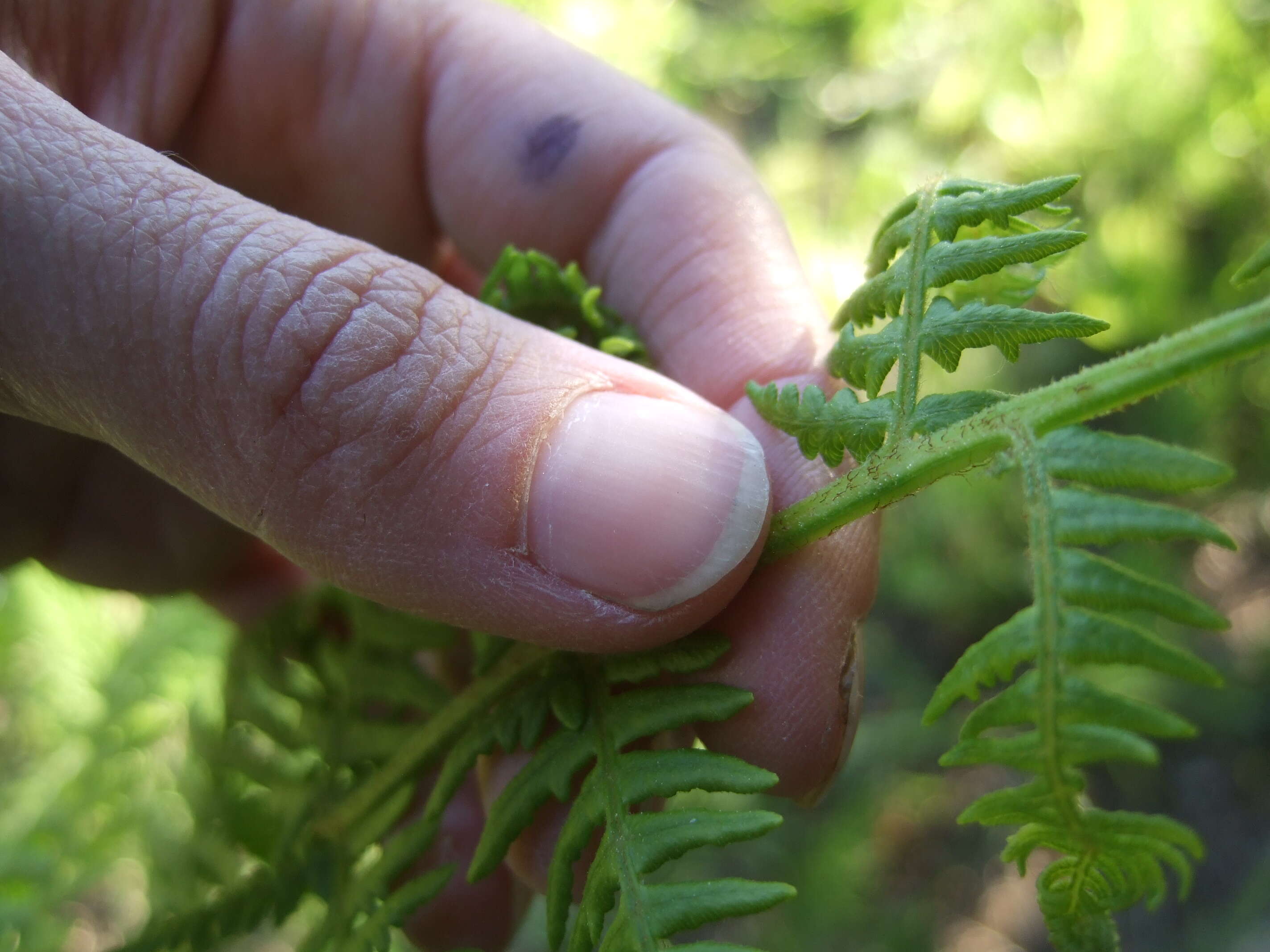 Image of Bracken