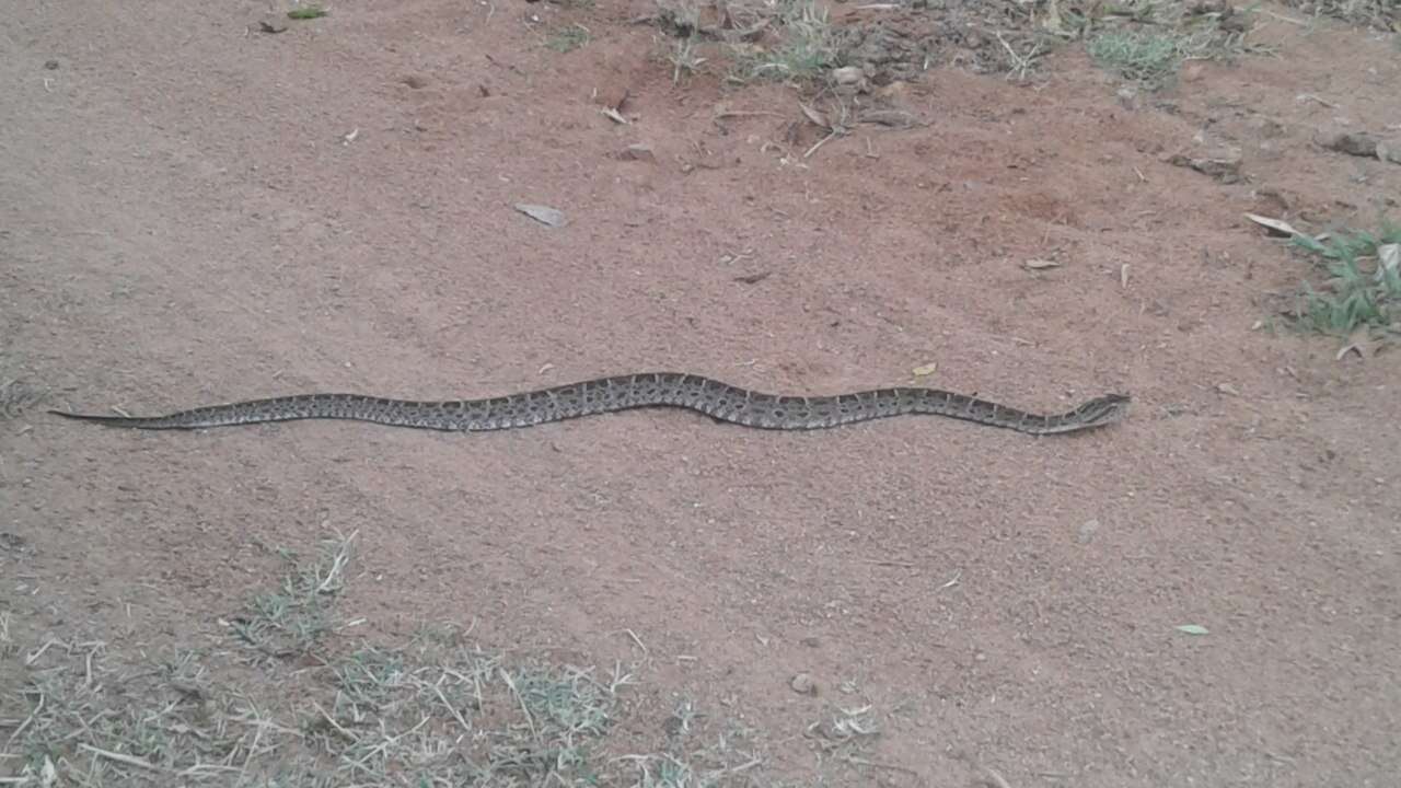 Bothrops pubescens (Cope 1870) resmi