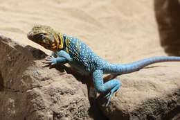 Image of Eastern Collared Lizard