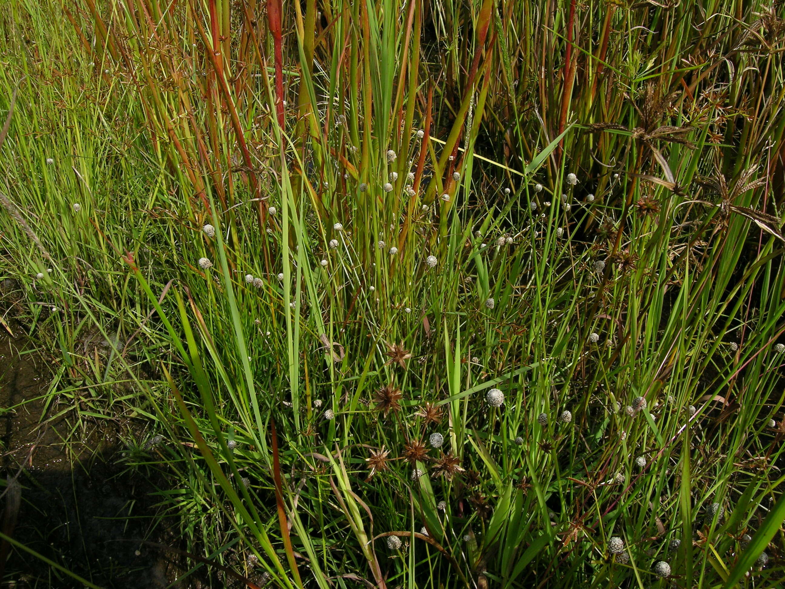 Image of rough pipewort