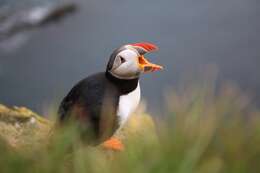 Image of Puffin