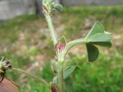 Image of subterranean clover