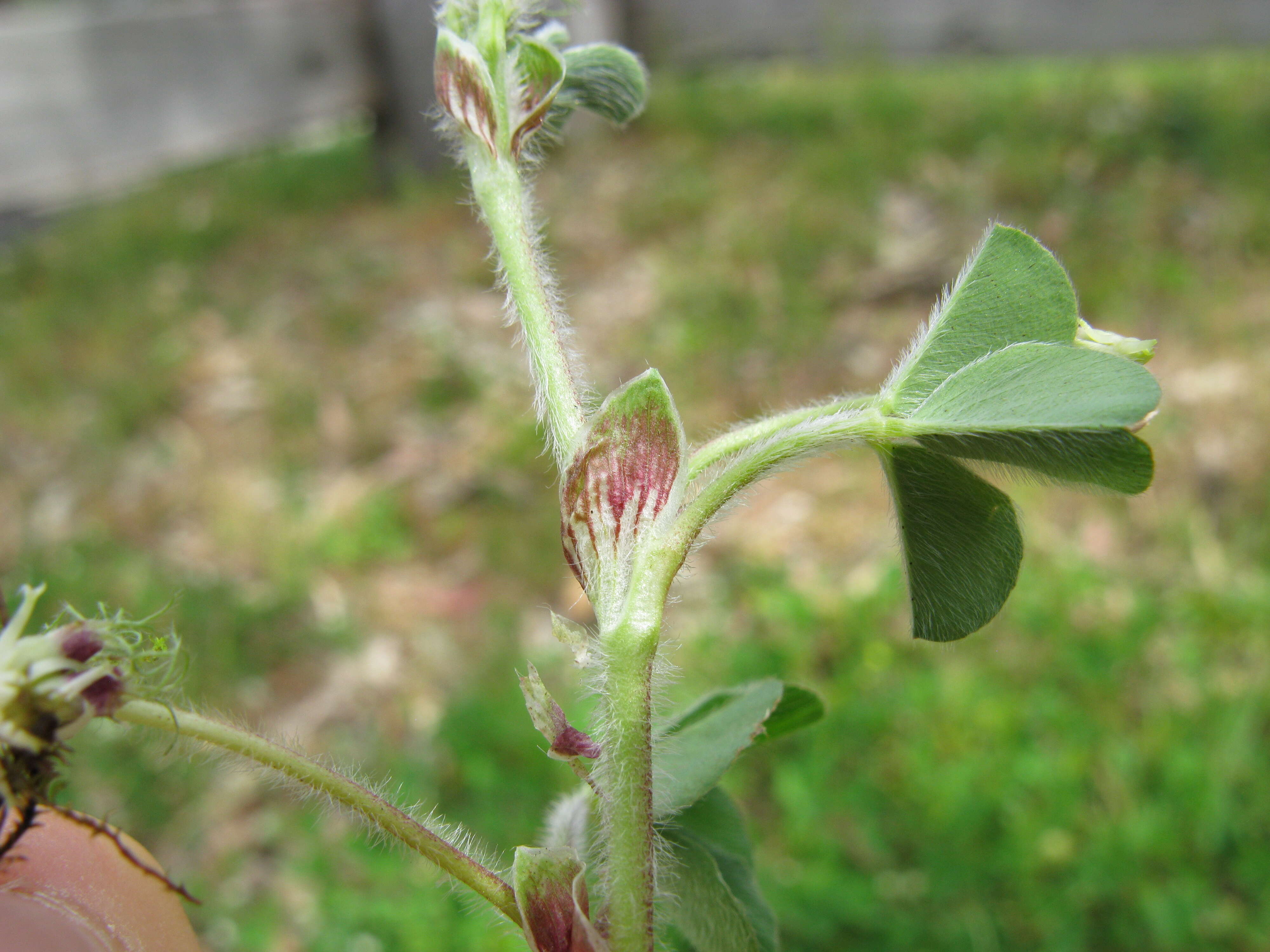 Image of subterranean clover