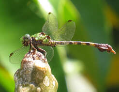 Image of Paragomphus nyasicus Kimmins 1955