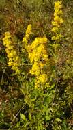 Image of downy goldenrod