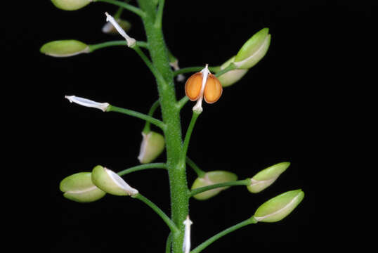 Image of Virginia pepperweed