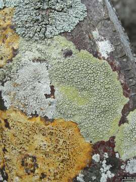 Image of wart lichen