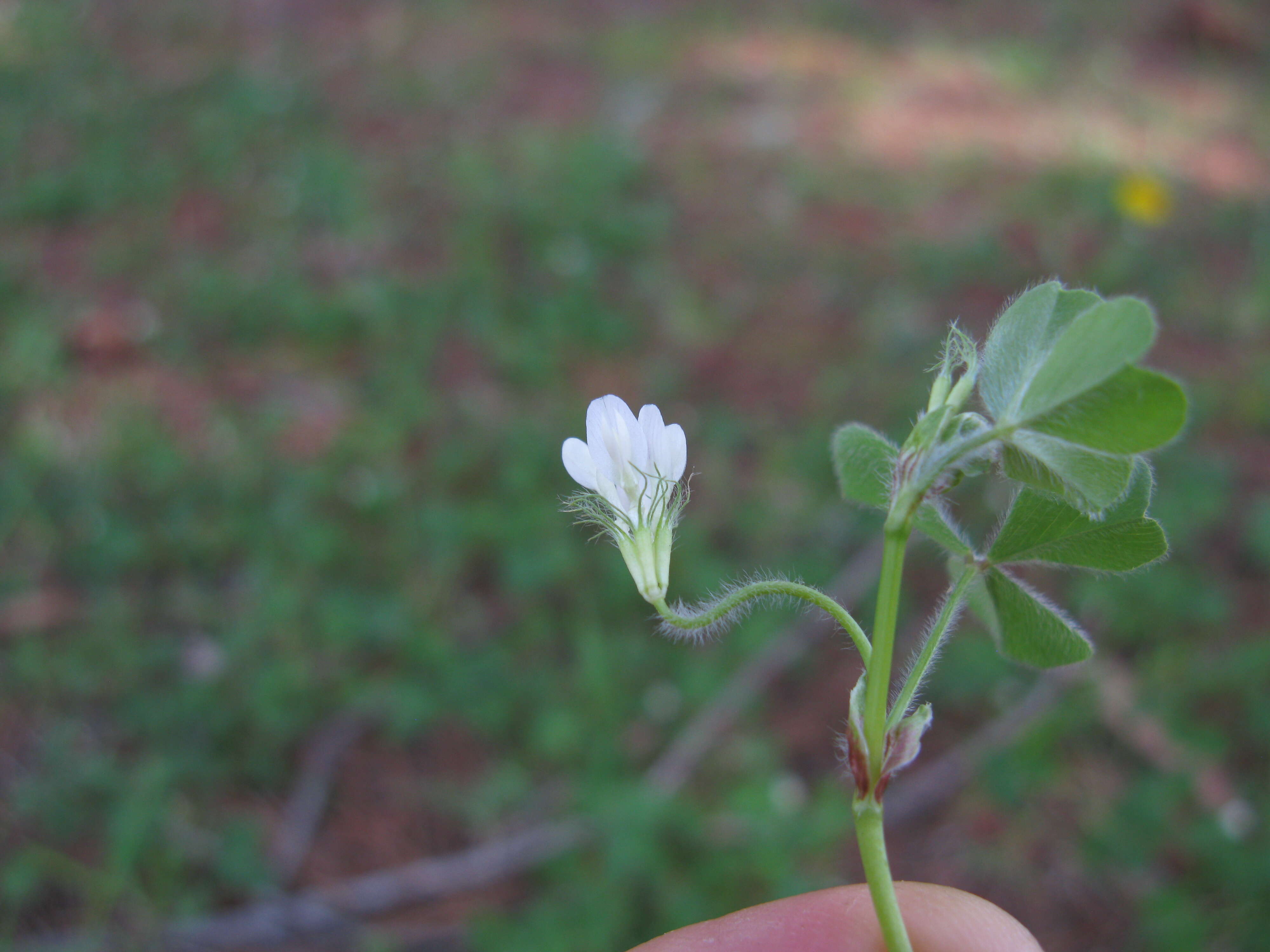 Image of subterranean clover