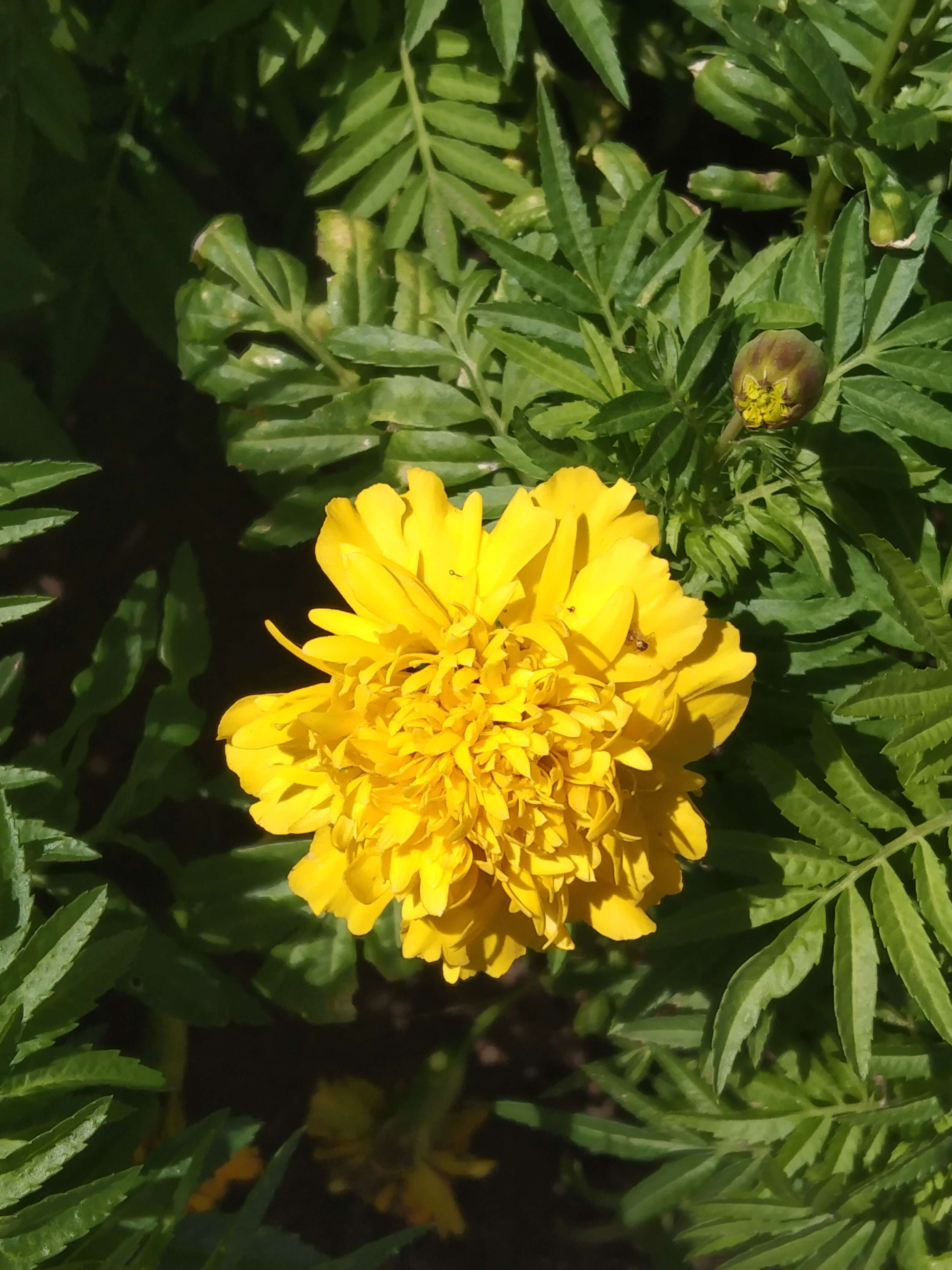 Tagetes erecta L. resmi