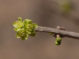 Image of Casearia tomentosa Roxb.