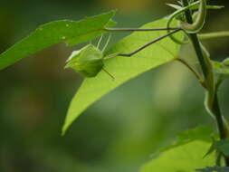 Hibiscus vitifolius L.的圖片