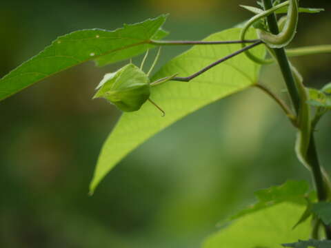 Hibiscus vitifolius L.的圖片