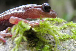 Image of Sette Fratelli cave salamander