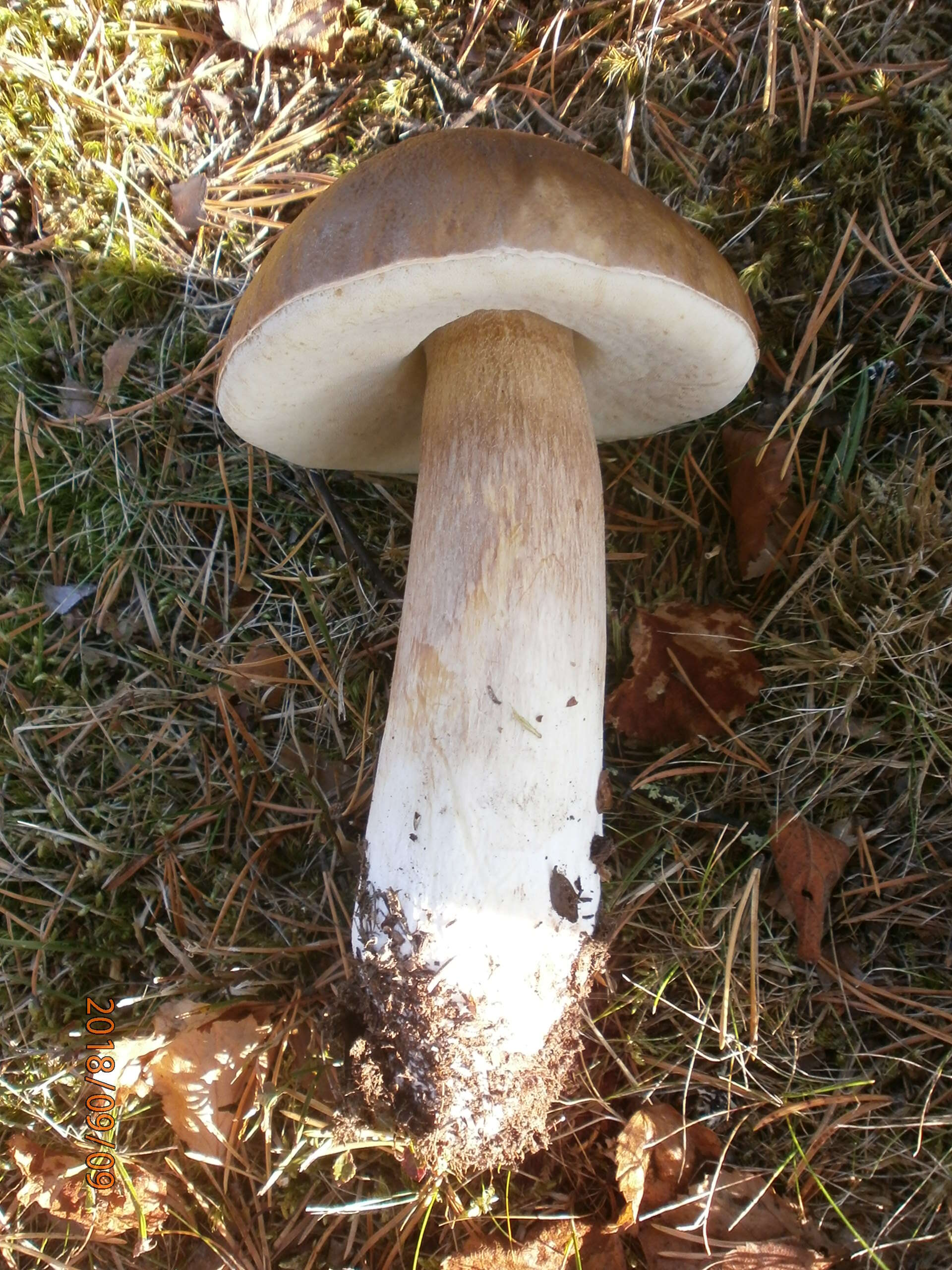 Image of Boletus pinetorum M. Korhonen 2009