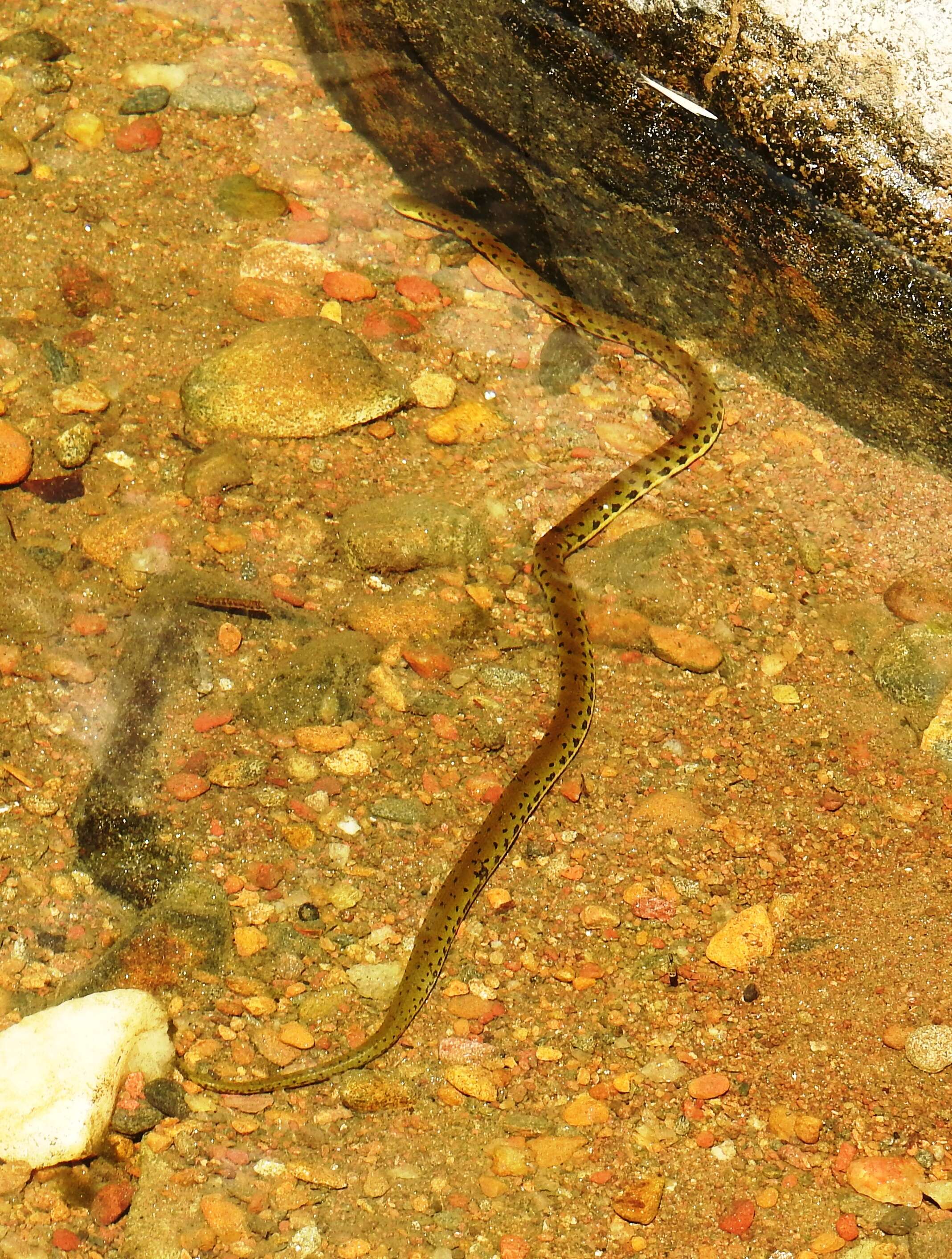 صورة Rhabdops aquaticus Giri, Deepak, Captain & Gower 2017