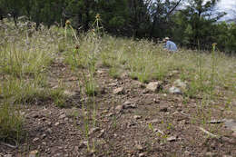 Image of Fendler's flatsedge