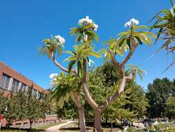 Image of Pachypodium