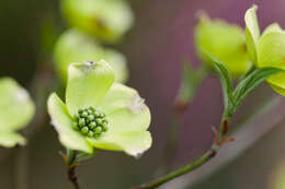 Image of flowering dogwood