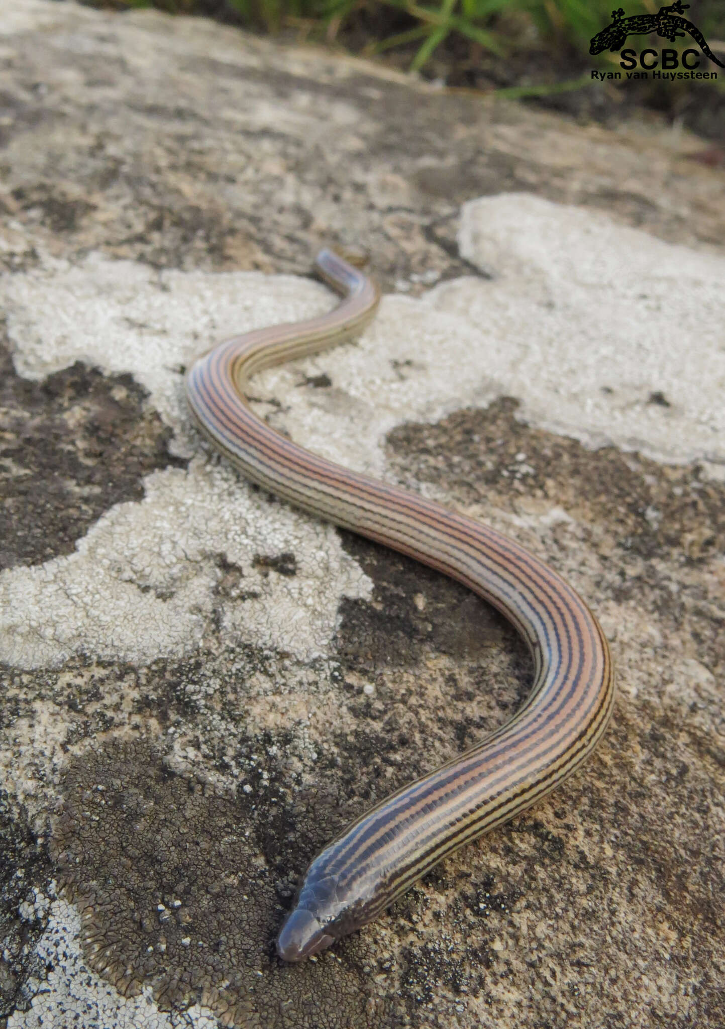 Image of Woodbush Legless Skink