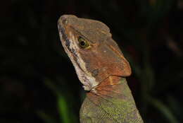 Image of Western basilisk